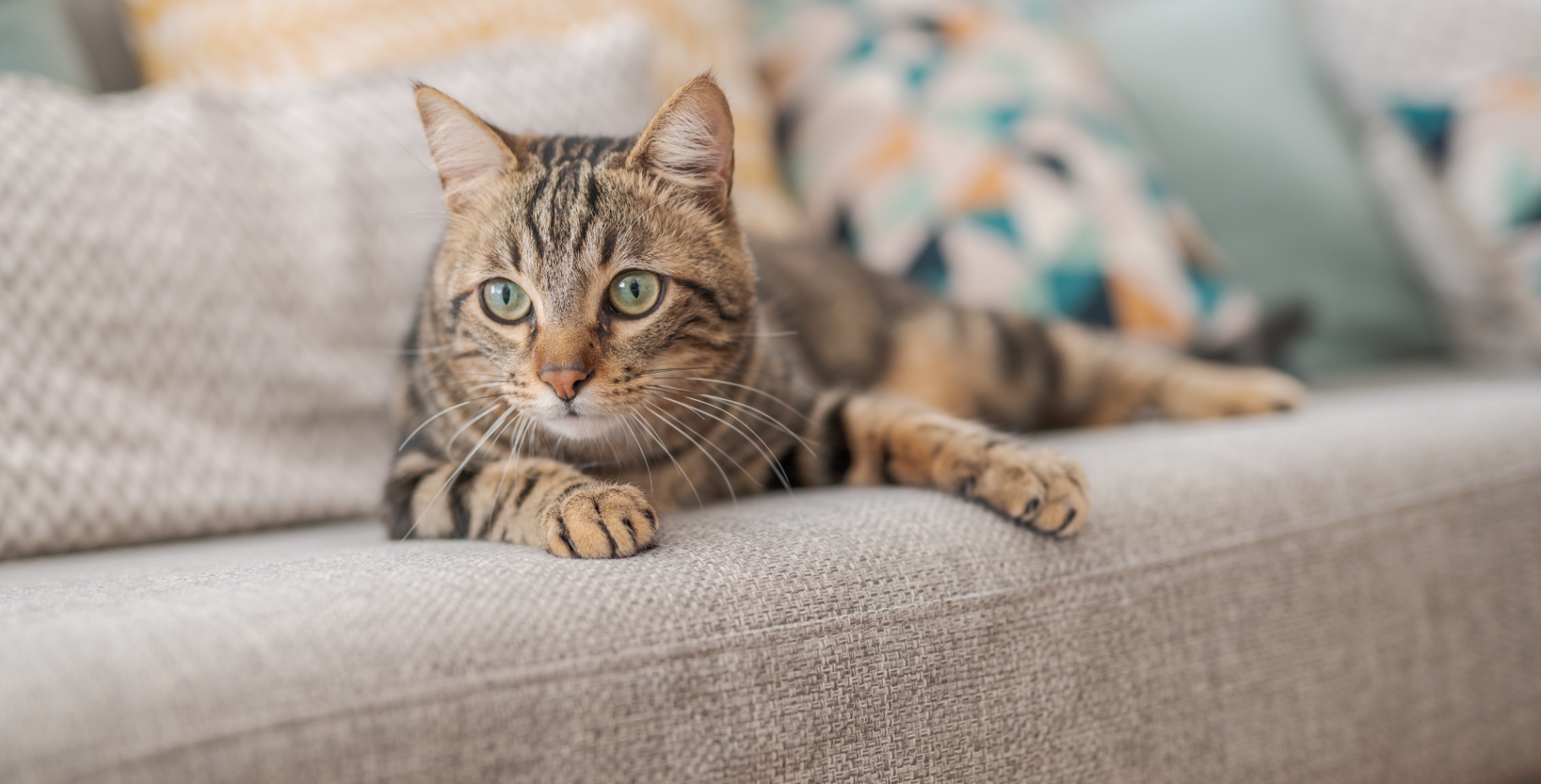 A tabby cat relaxing on a sofa at home