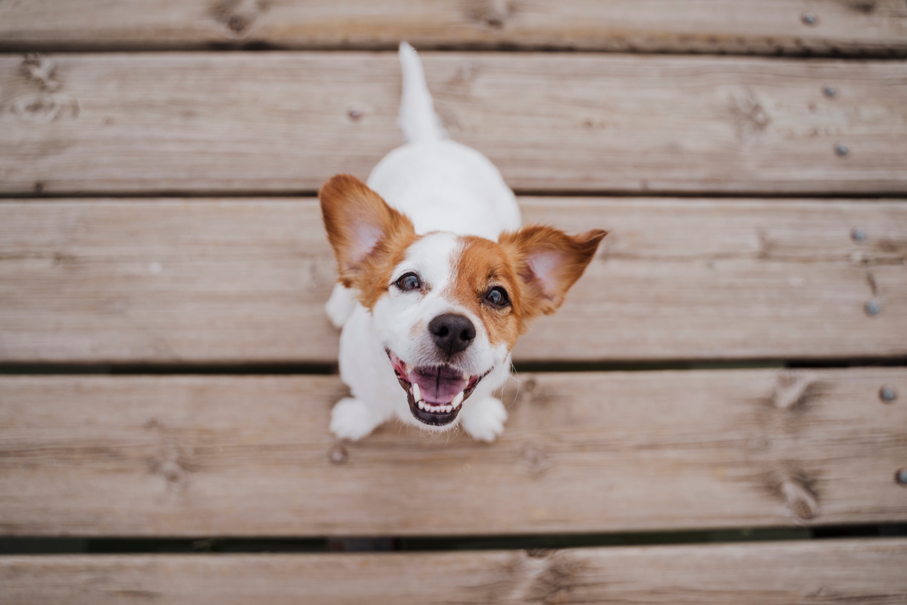 A small happy dog sitting on a wooden deck