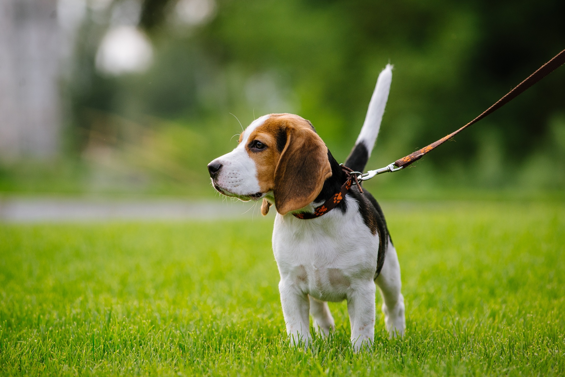 A happy beagle being walked outdoors on a leash
