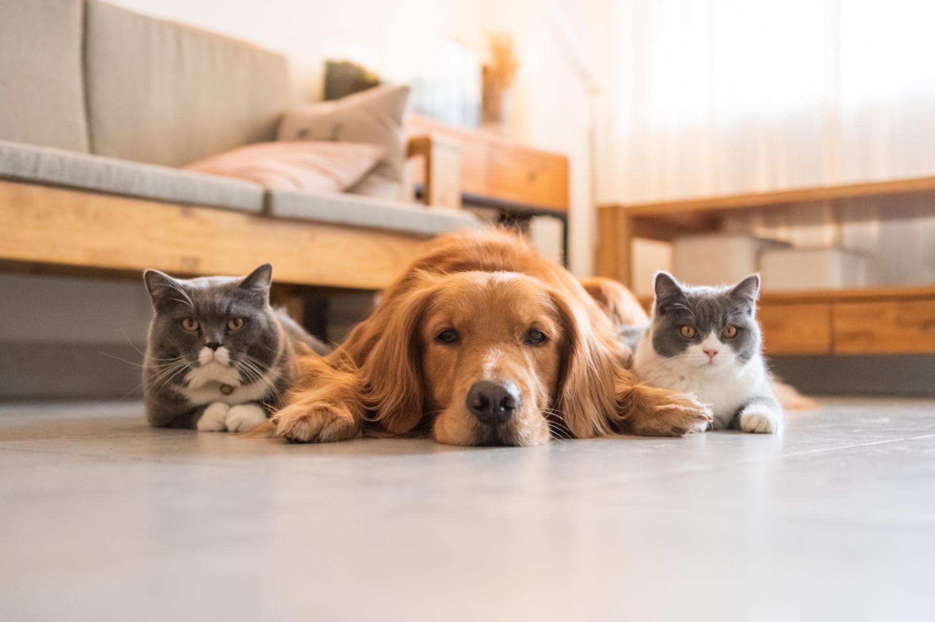 A golden retriever and two cats resting together at home
